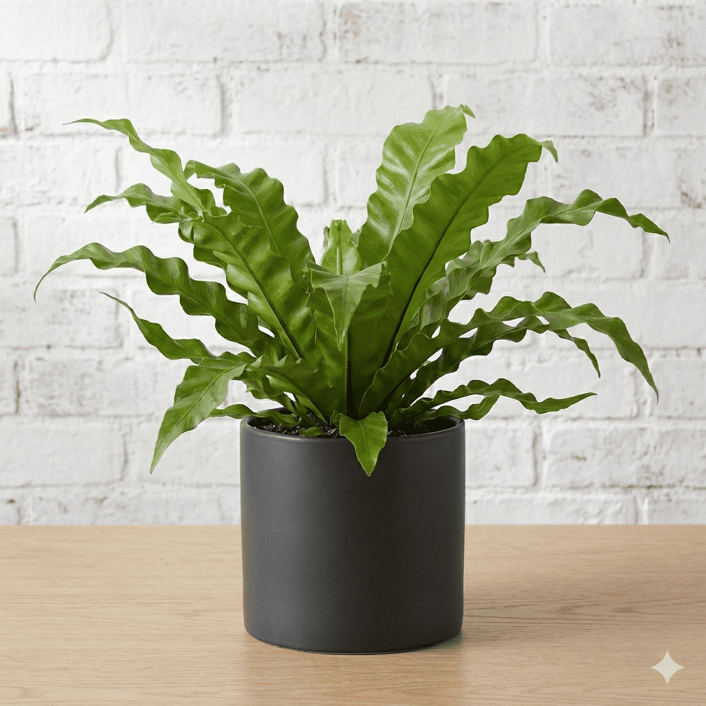 Fern