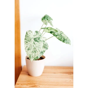 Odora Batik varigated