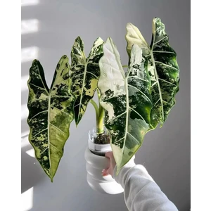 1 Frydek variegata