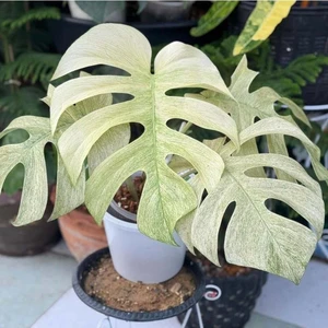 Borsigiana Full Mint（Thailand）