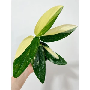 Standleyana variegata