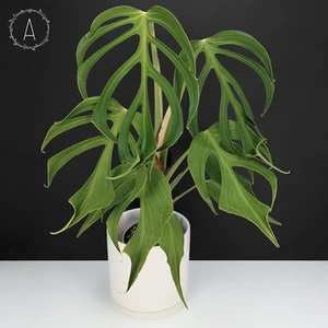 Burle Marx Flame