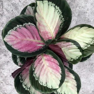 Calathea Crimson Green