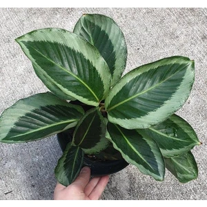 Calathea Maria