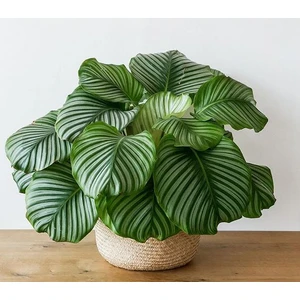 Calathea Orbifolia