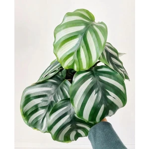 Calathea Fasciata