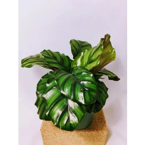 Calathea Fasciata Besar