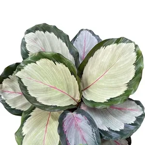 1 Calathea roseopicta Northern Lights