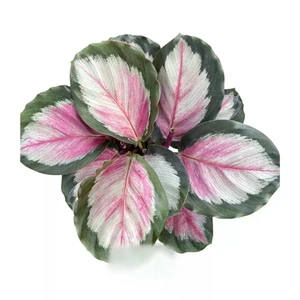 Calathea roseopicta white cloud