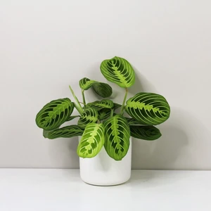 Maranta leuconeura Lemon Lime