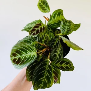 Maranta leuconeura Massangeana
