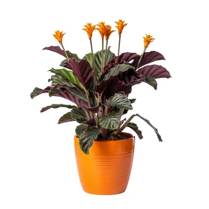 Calathea crocata