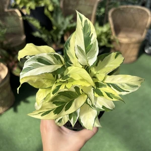 2 Calathea louisae Thai Beauty