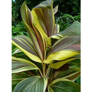 Cordyline fruticosa Chocolate Queen