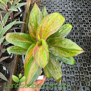 Cordyline fruticosa Brandy Lime
