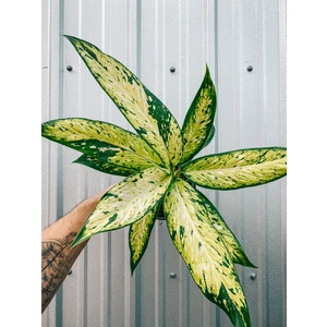 Dieffenbachia Star Bright
