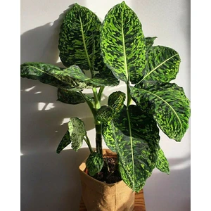 Dieffenbachia Reflector