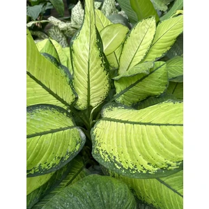 Dieffenbachia amoena Martha