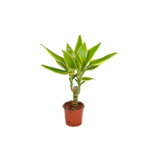 Dracaena fragrans cv. Goldcord