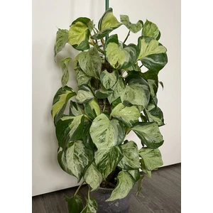 1 aureum Happy Leaf