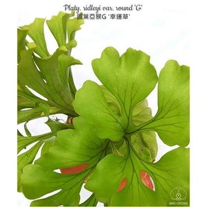 Platycerium ridleyi round