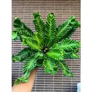Asplenium nidus Cobra