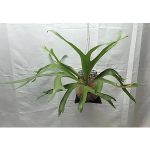 Platycerium alcicorne-Africa