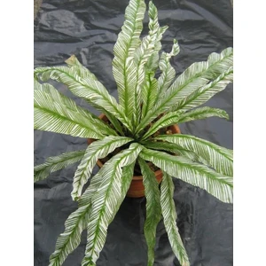 1 Asplenium nidus ‘Variegata’