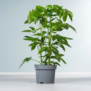 Schefflera octophylla Amate