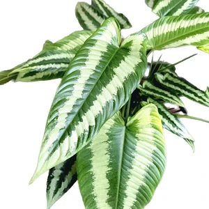 Schismatoglottis Wallichii