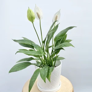 Spathiphyllum Mojo