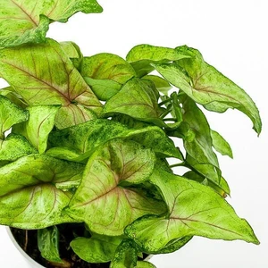 Syngonium podophyllum Berry Allusion