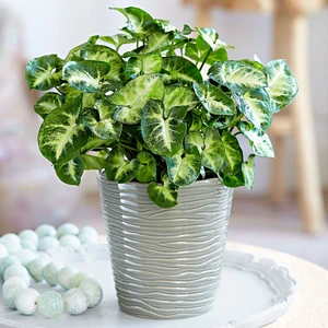 Syngonium podophyllum Pixie