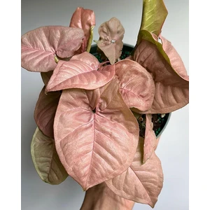Syngonium podophyllum Neon