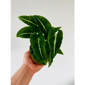 Syngonium wendlandii Black Velvet