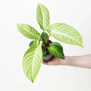 Xanthosoma lindenii Mint