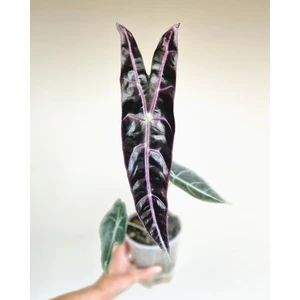 Longiloba suhirmaniana purple vein