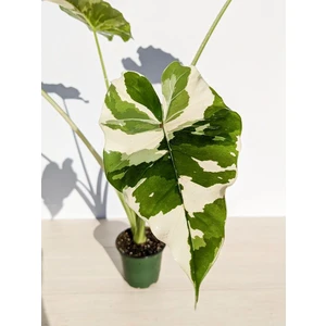 Odora Okinawa Sliver