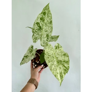 1 Odora Variegate Batik