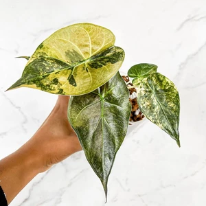 Wentii Yellow Variegated