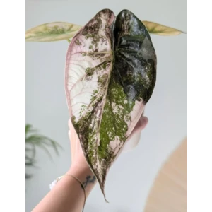 Wentii Pink Variegated