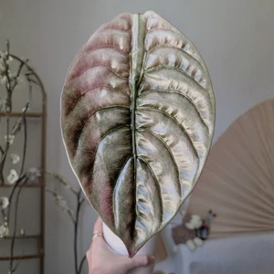 Cuprea Mint Pink Var