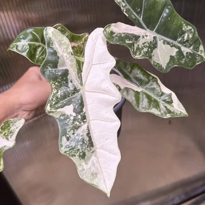 pseudo Sanderiana pink Variegated