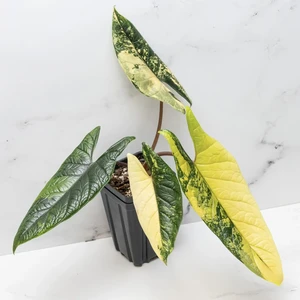 Scalprum Aurea Variegated