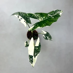 Simpo White Variegated