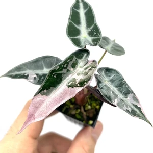 Bambino Arrow Albo/Pink Variegated