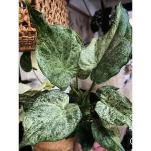 2 Cucullata Mint Variegated