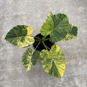 Gageana Aurea Variegated