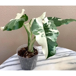 Odora Okinawa Silver Albo Variegated