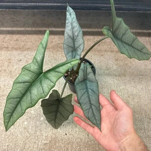 2 Heterophylla Metallic Blue